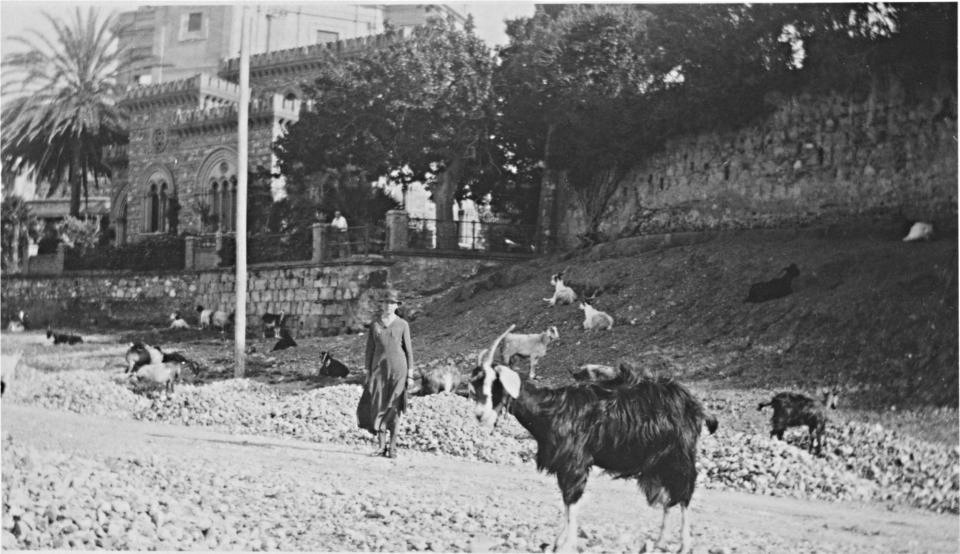 [Goats in the suburb of Messina]